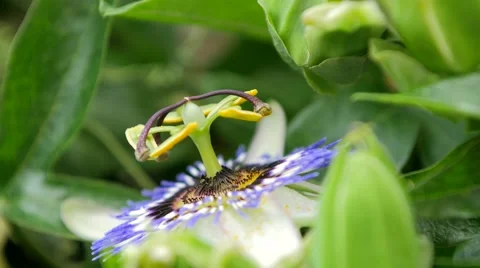 Garden passion flower Stock Footage 52177210