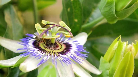 Garden passion flower Stock Footage 52177403