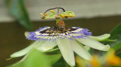 Garden passion flower Stock Footage 52177472