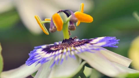 Garden passion flower Stock Footage 52177646