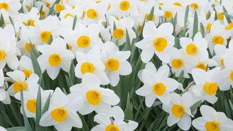 Garden patch full of daffodils Stock Footage 89562121