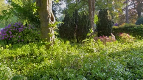 A garden with a path and a tree with a hole in it Stock Footage 274938683