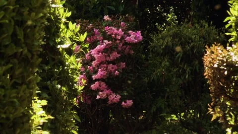 Garden Path Stock Footage 74128735