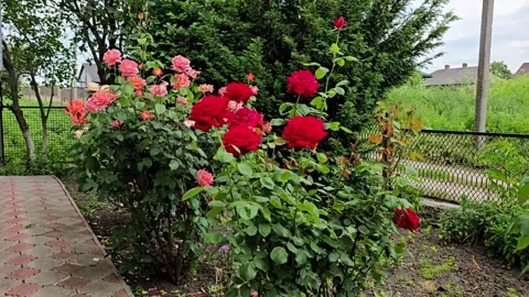 Garden Path Framed by Red and Pink Roses - Blooming Summer Vibes 스톡 동영상 311846488