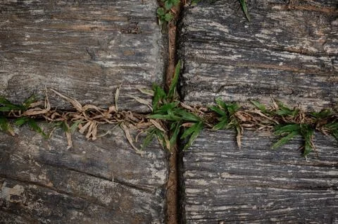 Garden path with grass growing up between the stones 스톡 사진