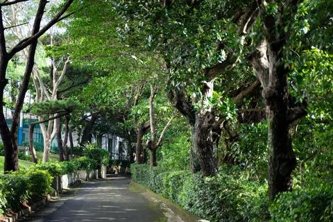 The garden path leading to the building is surrounded by shady trees Stock Photos