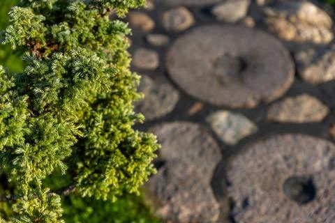 Garden path made of circular stepping stones placed in a row on a lush green  Stock Photos