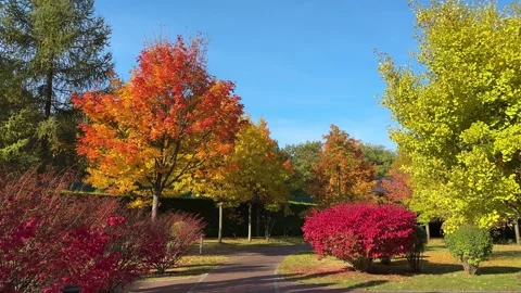 Garden path in park among bright colored trees and bushes Stock Footage 254950060