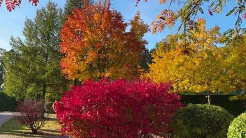 Garden path in park among bright colored trees and bushes Stock Footage 254950064