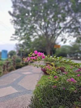 Garden path Stock Photos