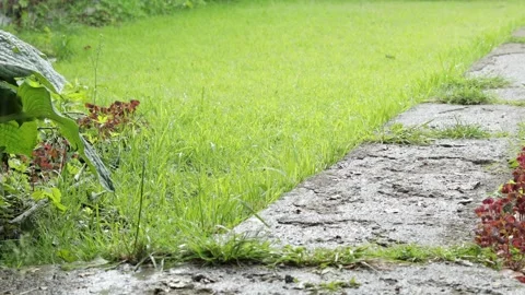 Garden path in the rain. Sound Stock Footage 340954068
