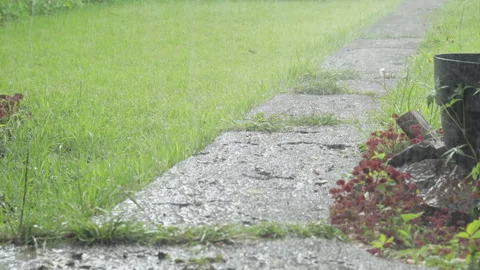 Garden path in the rain timelapse 500 percent Vidéo 340957624