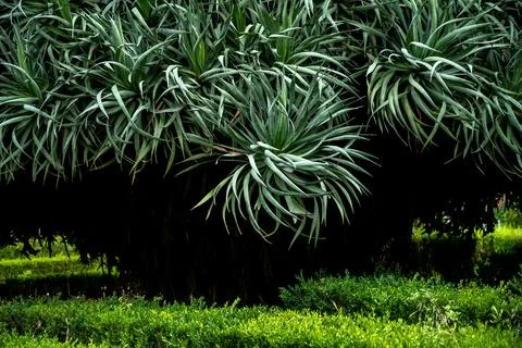 Garden path with rounded shrub Stock Photos