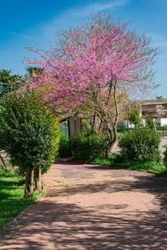 Garden path with sakura tree Stock Photos