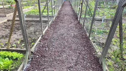 Garden path shows planted rows with clear walkways in spring Video stock 324546939