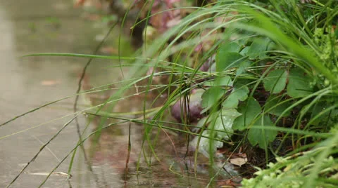 Garden Path Soaking in Rain Stockbeeldmateriaal 25038741
