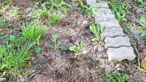 Garden Path with Stone Border and Young Green Plants Growing Calmly Stock Footage 336887372