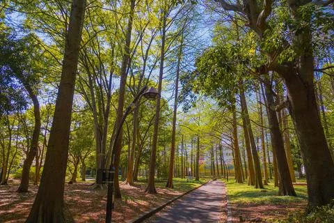 A garden path through a grove of trees Stock Photos