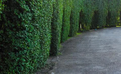 Garden path way Stock Photos