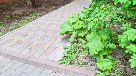 Garden Pathway Bordering Lush Green Plants in Urban Park Setting Stock Footage 337113363