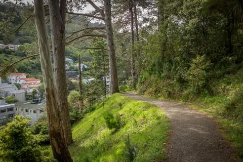 Garden Pathway Through Pine Trees Stock Photos
