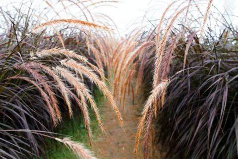 Garden pathways decorated with grass Stock Photos