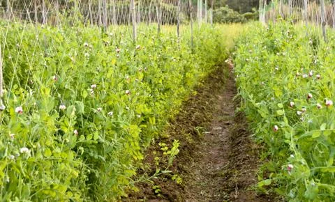Garden pea Foto stock