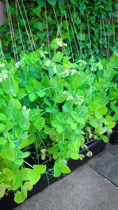Garden pea plants climbing on support strings in raised vegetable bed. Fresh Video stock 342501420