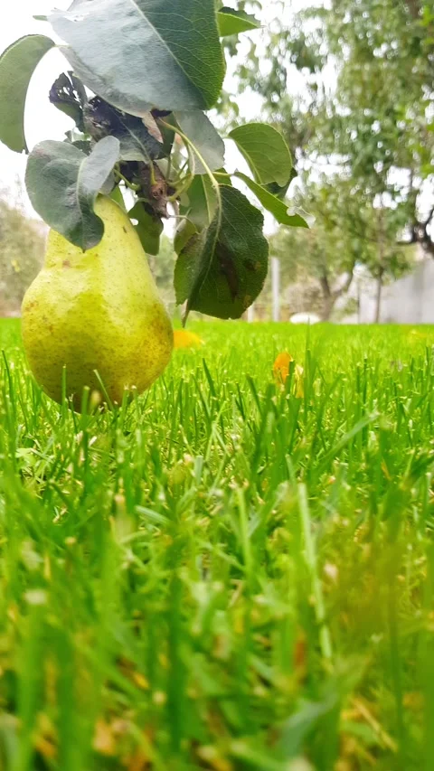 Garden / pear / lawn Stock Footage 141129112
