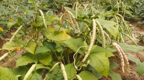 Garden Peas Grasshopper Video stock 11917100