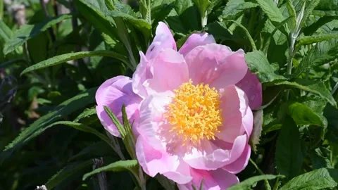 Garden Peony Video Stock Footage 195213763