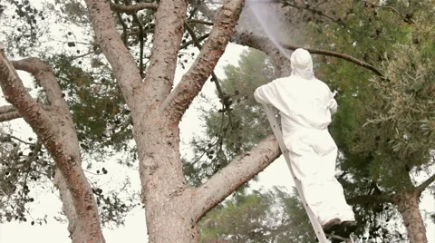 Garden Pest Control - Pine Tree Insecticide Spray from ladder Stock Footage 53224049