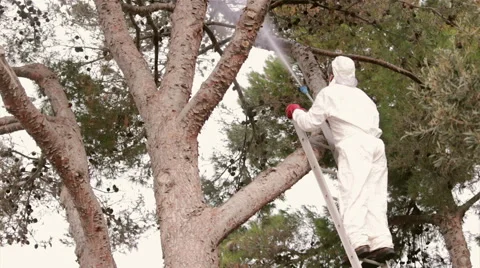 Garden Pest Control - Pine Tree Insecticide Spray from ladder (Shot 2) Stock Footage 53243826