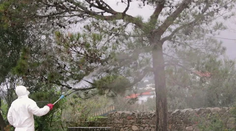 Garden Pest Control - Pine Tree Insecticide Spray Stock Footage 53265287