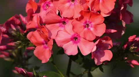 Garden phlox (Phlox paniculata) Stock Footage 14899757