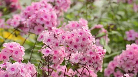 Garden phlox (Phlox paniculata) Stock Footage 14919476