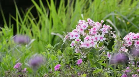 Garden phlox (Phlox paniculata) Stock Footage 14921064