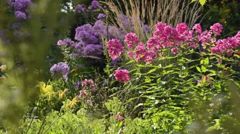 Garden phlox (Phlox paniculata) Stock Footage 14923352