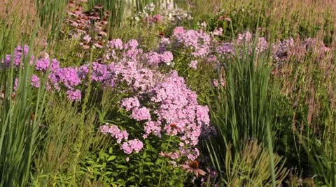 Garden phlox (Phlox paniculata) Stock Footage 17194443