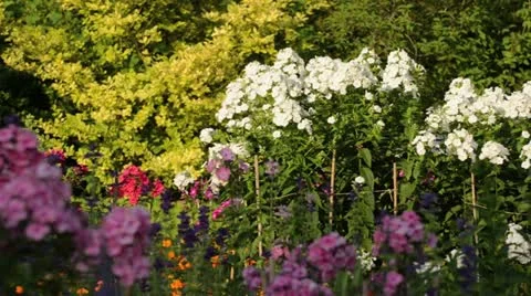 Garden phlox (Phlox paniculata 'Schneeferner') Stock Footage 14900161