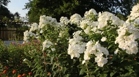Garden phlox (Phlox paniculata 'Schneeferner') Stock Footage 14900747