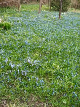 Garden Stock Photos