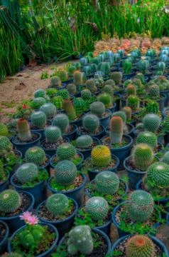Garden Stock Photos