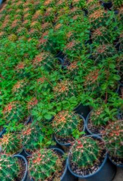Garden Stock Photos