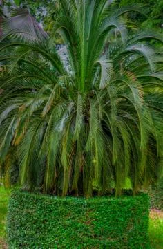 Garden Stock Photos