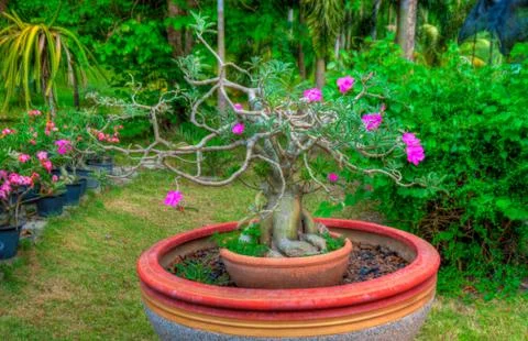 Garden Foto stock