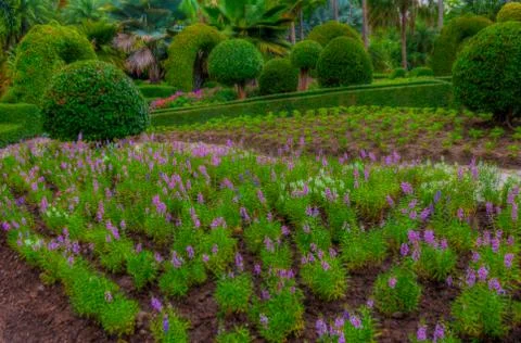 Garden Stock Photos