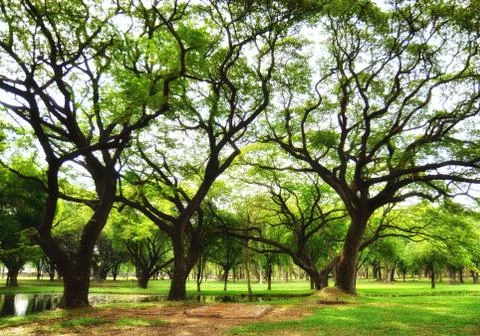 Garden 스톡 사진