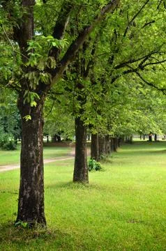 Garden 스톡 사진