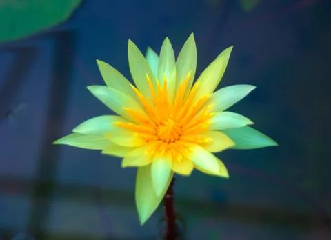 Garden Foto stock